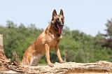 MALINOIS 749